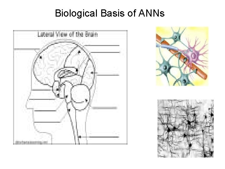Biological Basis of ANNs 