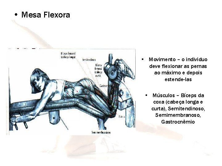  • Mesa Flexora • Movimento – o individuo deve flexionar as pernas ao