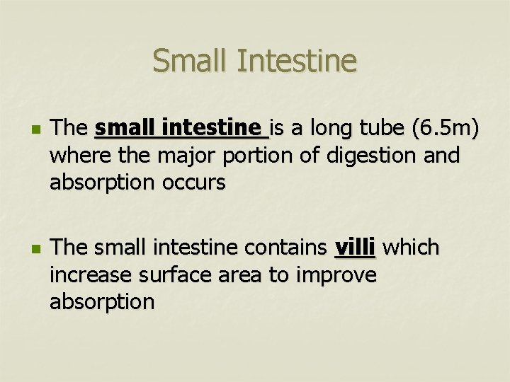 Small Intestine n n The small intestine is a long tube (6. 5 m)
