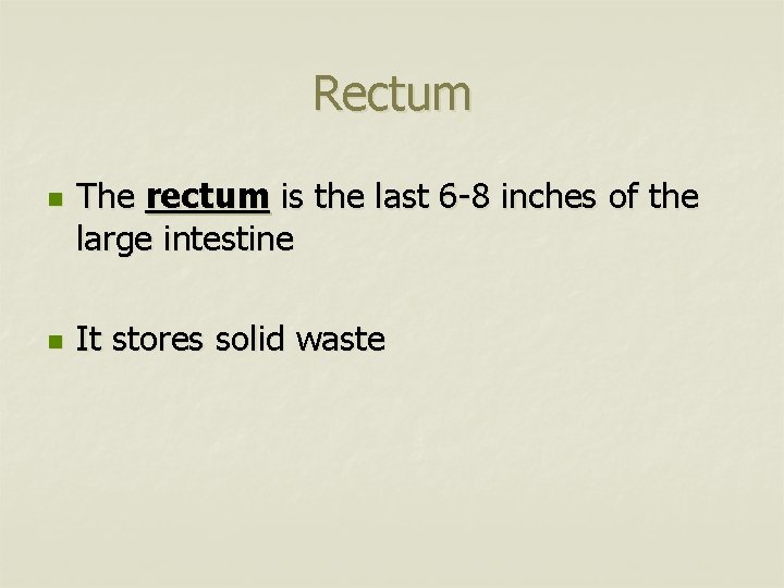 Rectum n n The rectum is the last 6 -8 inches of the large