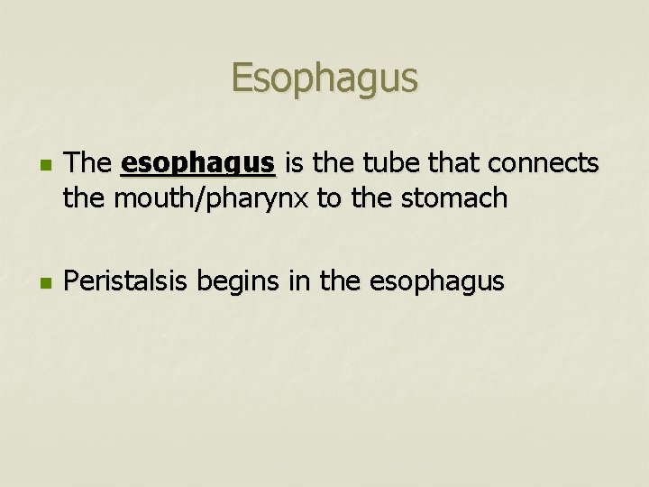 Esophagus n n The esophagus is the tube that connects the mouth/pharynx to the