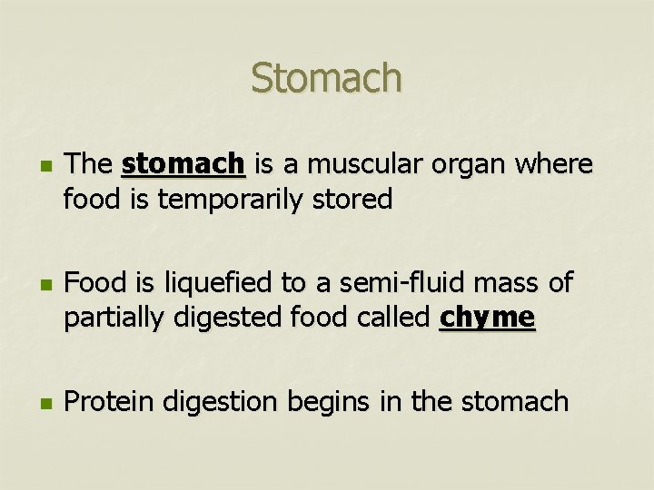 Stomach n n n The stomach is a muscular organ where food is temporarily