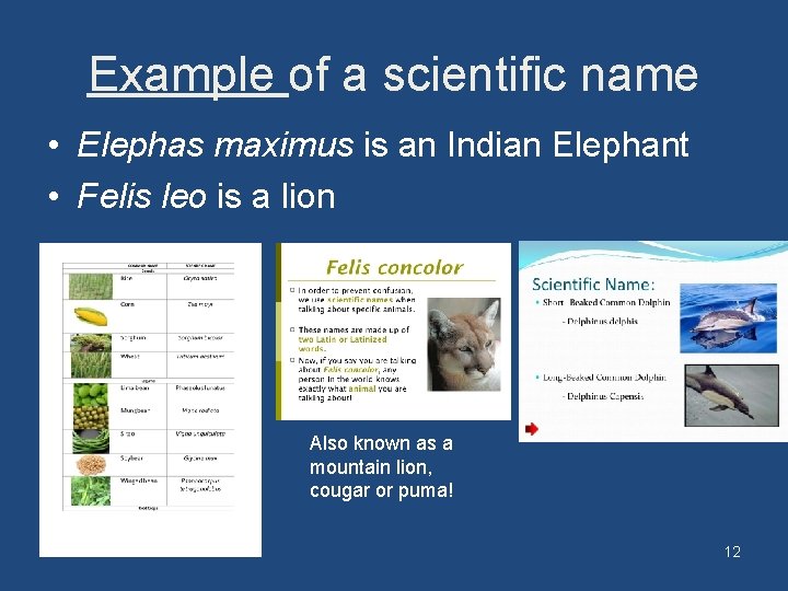 Example of a scientific name • Elephas maximus is an Indian Elephant • Felis