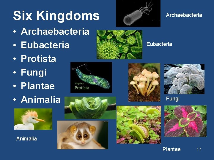 Six Kingdoms • • • Archaebacteria Eubacteria Protista Fungi Plantae Animalia Archaebacteria Eubacteria Fungi