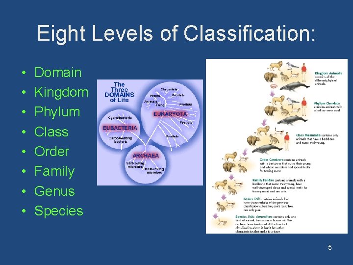 Eight Levels of Classification: • • Domain Kingdom Phylum Class Order Family Genus Species