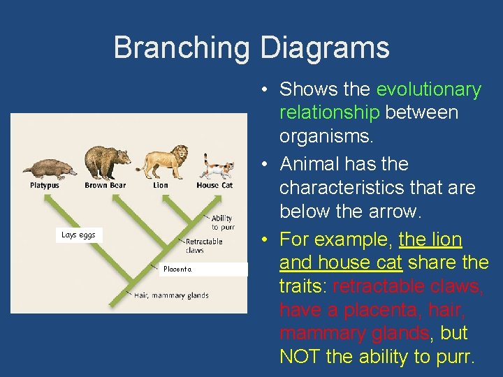 Branching Diagrams Lays eggs Placenta • Shows the evolutionary relationship between organisms. • Animal