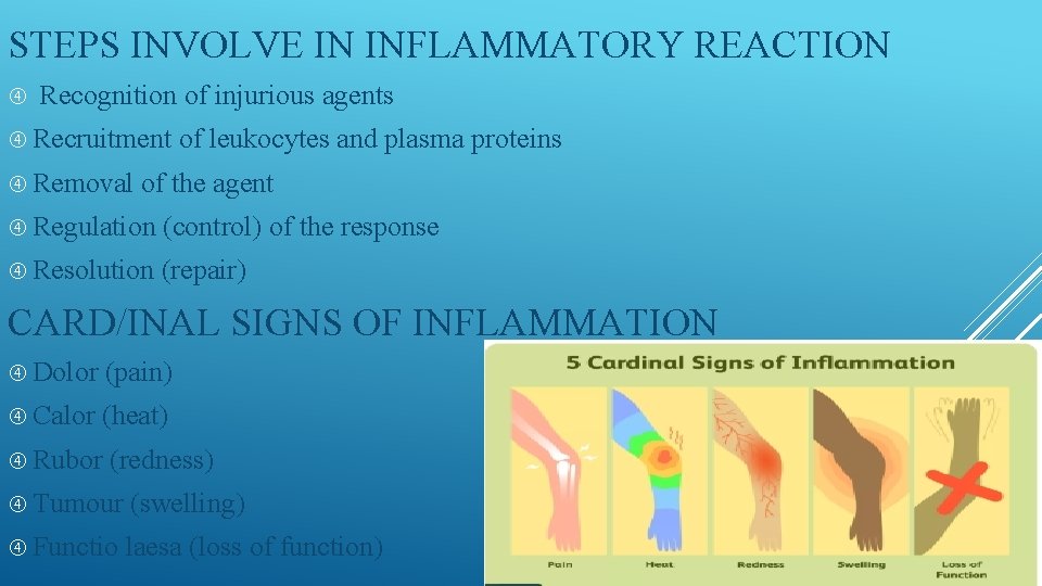 STEPS INVOLVE IN INFLAMMATORY REACTION Recognition of injurious agents Recruitment Removal of leukocytes and STEPS INVOLVE IN INFLAMMATORY REACTION Recognition of injurious agents Recruitment Removal of leukocytes and
