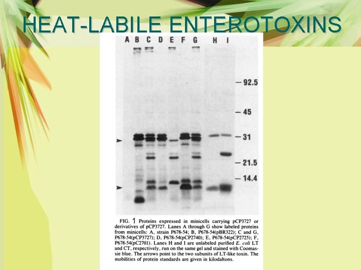 HEAT-LABILE ENTEROTOXINS 
