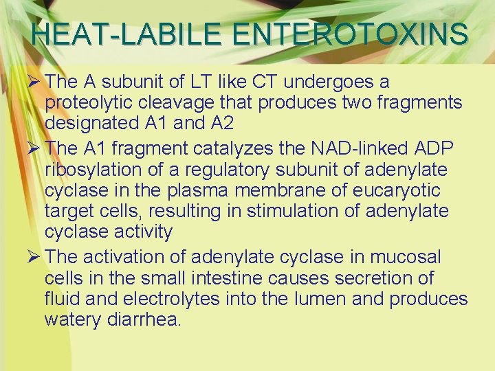 HEAT-LABILE ENTEROTOXINS Ø The A subunit of LT like CT undergoes a proteolytic cleavage