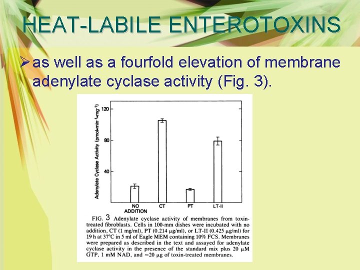 HEAT-LABILE ENTEROTOXINS Ø as well as a fourfold elevation of membrane adenylate cyclase activity
