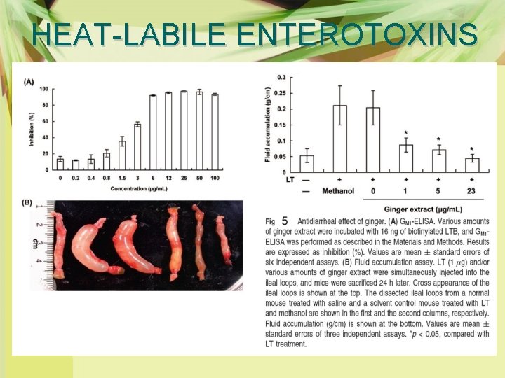 HEAT-LABILE ENTEROTOXINS 