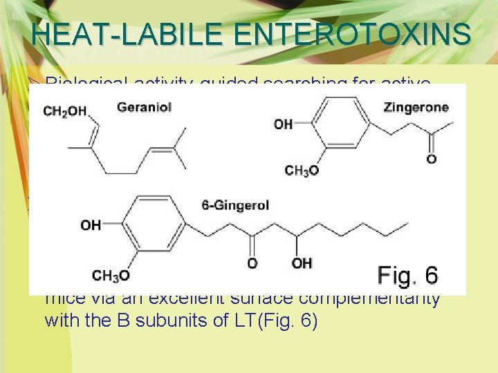 HEAT-LABILE ENTEROTOXINS Ø Biological-activity-guided searching for active components showed that zingerone (vanillylacetone) was the