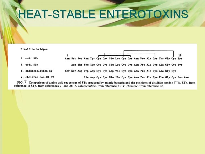 HEAT-STABLE ENTEROTOXINS 