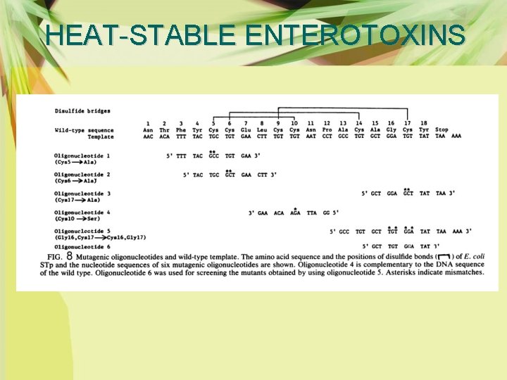 HEAT-STABLE ENTEROTOXINS 