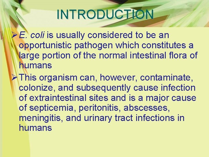 INTRODUCTION Ø E. coli is usually considered to be an opportunistic pathogen which constitutes