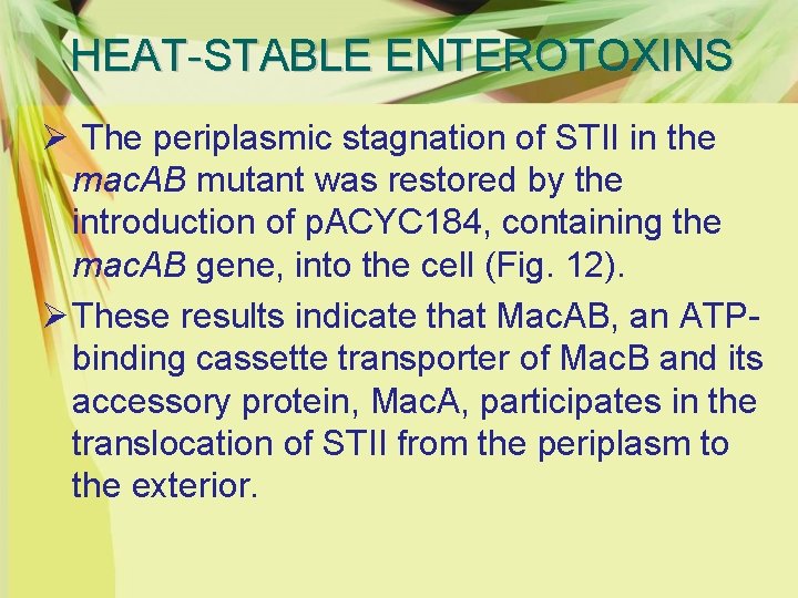 HEAT-STABLE ENTEROTOXINS Ø The periplasmic stagnation of STII in the mac. AB mutant was