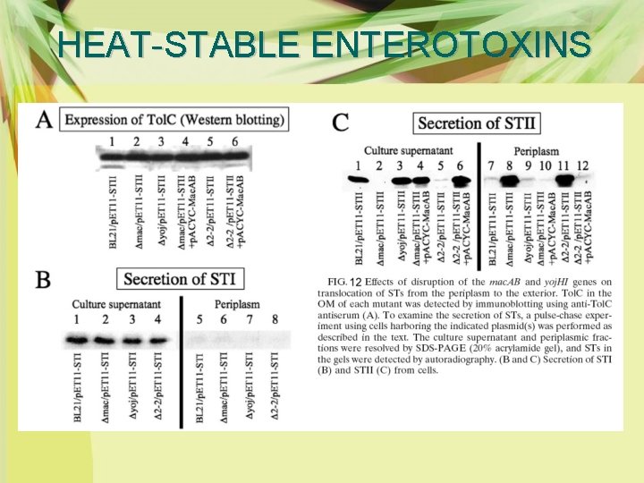 HEAT-STABLE ENTEROTOXINS 