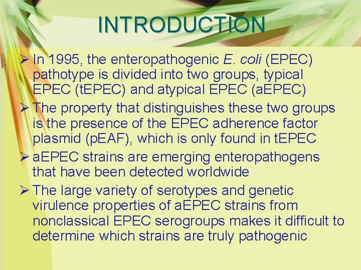 INTRODUCTION Ø In 1995, the enteropathogenic E. coli (EPEC) pathotype is divided into two