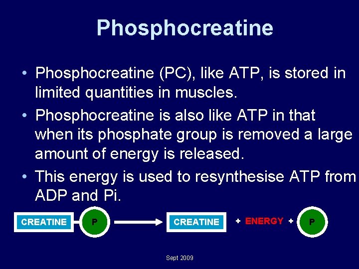 Phosphocreatine • Phosphocreatine (PC), like ATP, is stored in limited quantities in muscles. • Phosphocreatine • Phosphocreatine (PC), like ATP, is stored in limited quantities in muscles. •