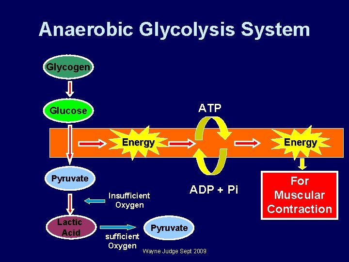 Anaerobic Glycolysis System Glycogen ATP Glucose Energy Pyruvate ADP + Pi Insufficient Oxygen Lactic Anaerobic Glycolysis System Glycogen ATP Glucose Energy Pyruvate ADP + Pi Insufficient Oxygen Lactic