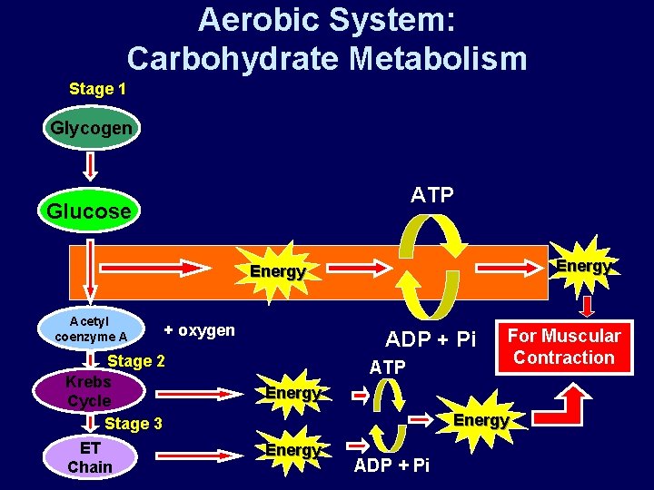 Aerobic System: Carbohydrate Metabolism Stage 1 Glycogen ATP Glucose Energy Acetyl coenzyme A + Aerobic System: Carbohydrate Metabolism Stage 1 Glycogen ATP Glucose Energy Acetyl coenzyme A +