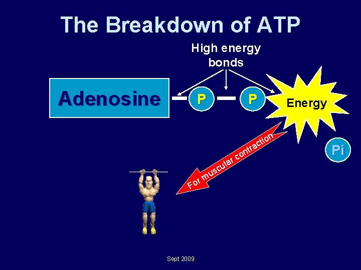 The Breakdown of ATP High energy bonds Adenosine P P P Energy n a The Breakdown of ATP High energy bonds Adenosine P P P Energy n a
