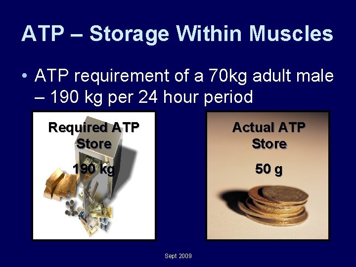 ATP – Storage Within Muscles • ATP requirement of a 70 kg adult male ATP – Storage Within Muscles • ATP requirement of a 70 kg adult male