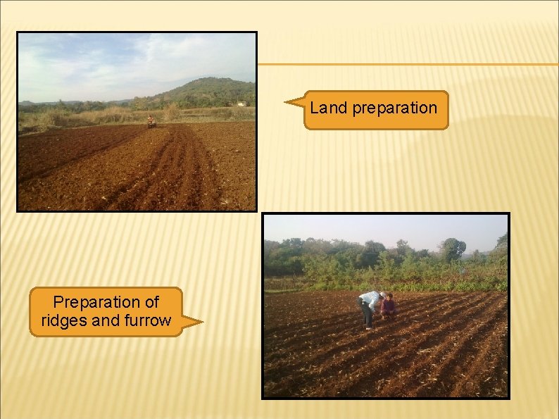 Land preparation Preparation of ridges and furrow 