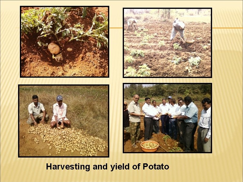 Harvesting and yield of Potato 
