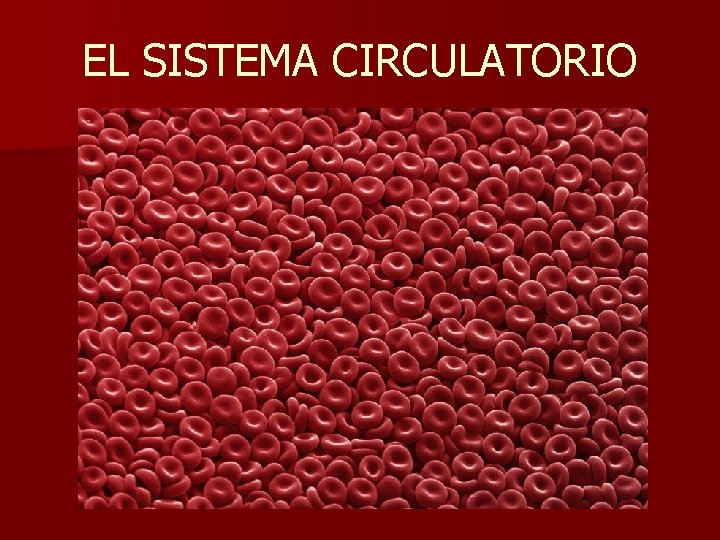 EL SISTEMA CIRCULATORIO 