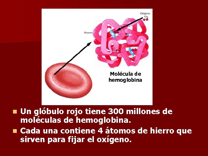 Molécula de hemoglobina Un glóbulo rojo tiene 300 millones de moléculas de hemoglobina. n