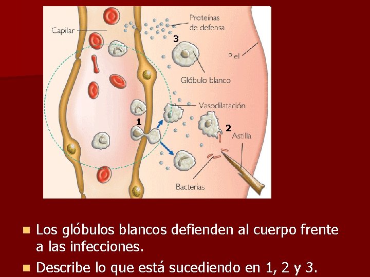 3 1 2 Los glóbulos blancos defienden al cuerpo frente a las infecciones. n