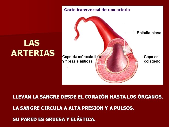 Epitelio plano LAS ARTERIAS Capa de músculo liso y fibras elásticas Capa de colágeno