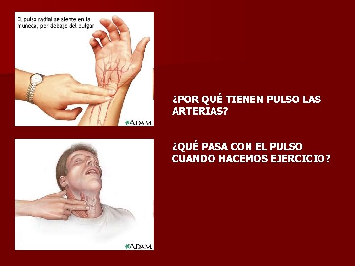 ¿POR QUÉ TIENEN PULSO LAS ARTERIAS? ¿QUÉ PASA CON EL PULSO CUANDO HACEMOS EJERCICIO?