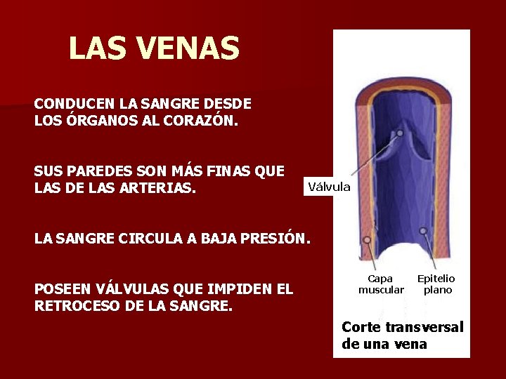 LAS VENAS CONDUCEN LA SANGRE DESDE LOS ÓRGANOS AL CORAZÓN. SUS PAREDES SON MÁS
