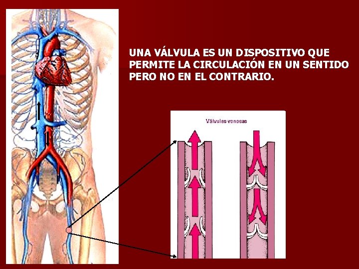 UNA VÁLVULA ES UN DISPOSITIVO QUE PERMITE LA CIRCULACIÓN EN UN SENTIDO PERO NO