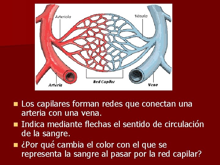 Los capilares forman redes que conectan una arteria con una vena. n Indica mediante