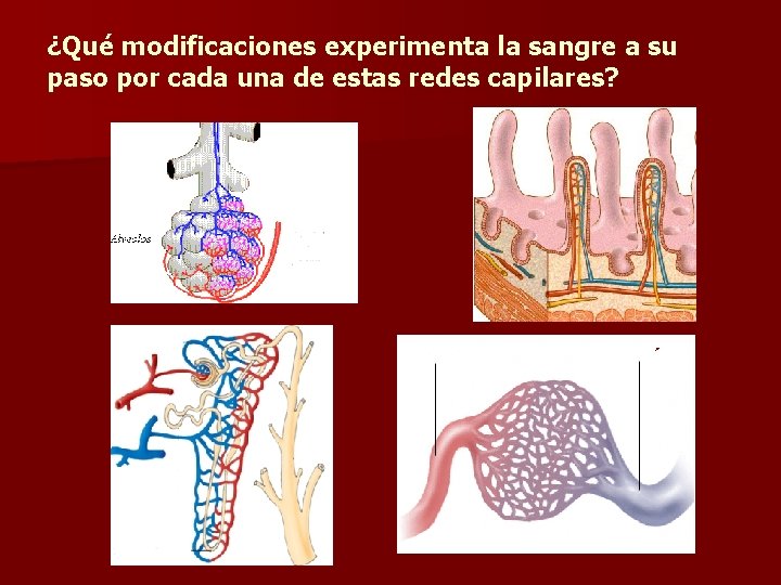 ¿Qué modificaciones experimenta la sangre a su paso por cada una de estas redes