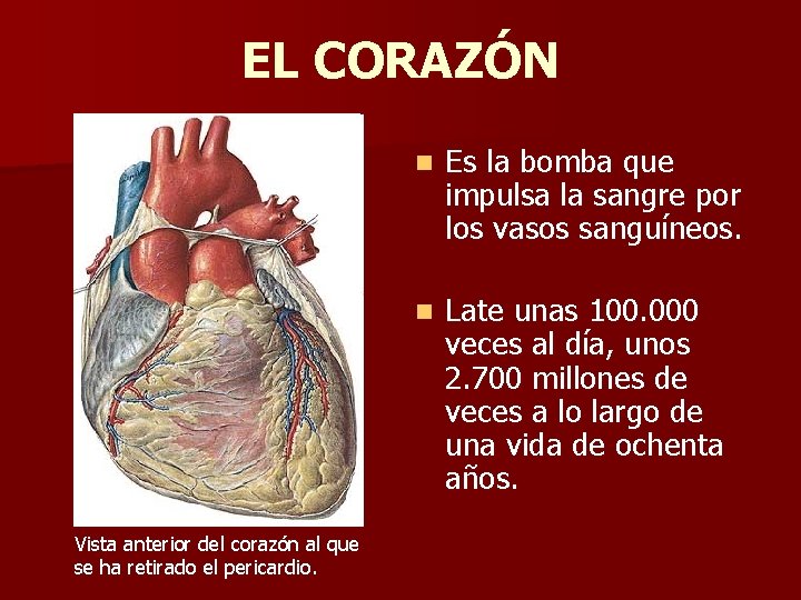 EL CORAZÓN Vista anterior del corazón al que se ha retirado el pericardio. n