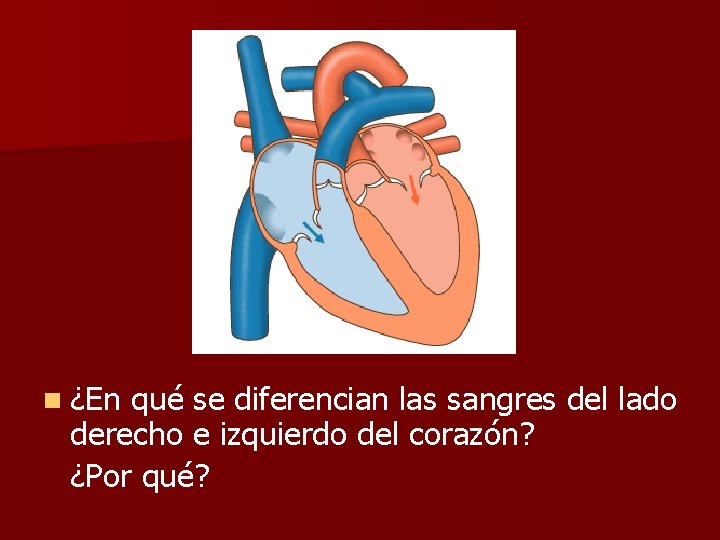 n ¿En qué se diferencian las sangres del lado derecho e izquierdo del corazón?