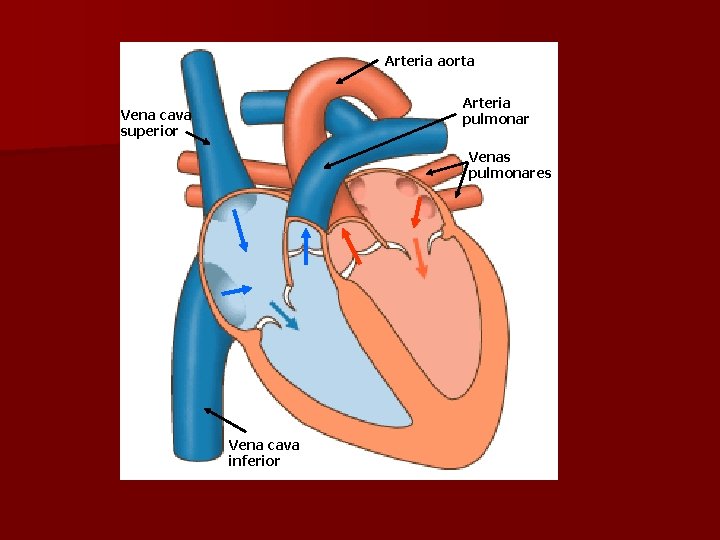 Arteria aorta Arteria pulmonar Vena cava superior Venas pulmonares Vena cava inferior 