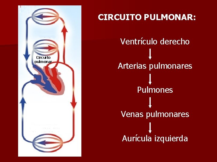 CIRCUITO PULMONAR: Ventrículo derecho Circuito pulmonar Arterias pulmonares Pulmones Venas pulmonares Aurícula izquierda 