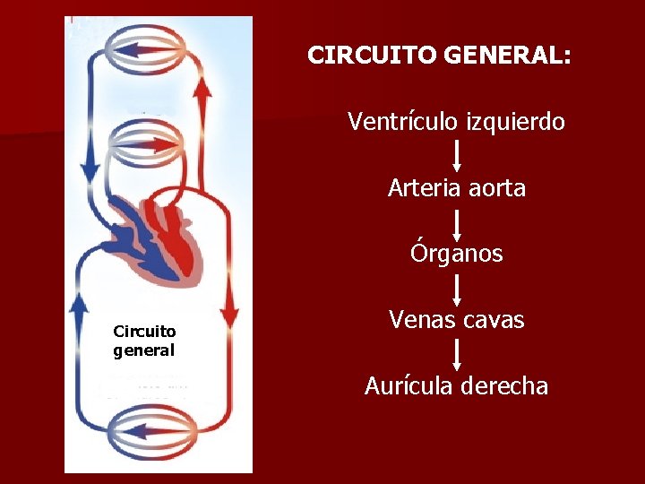 CIRCUITO GENERAL: Ventrículo izquierdo Arteria aorta Órganos Circuito general Venas cavas Aurícula derecha 