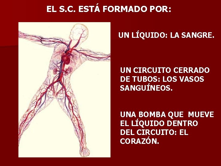 EL S. C. ESTÁ FORMADO POR: UN LÍQUIDO: LA SANGRE. UN CIRCUITO CERRADO DE