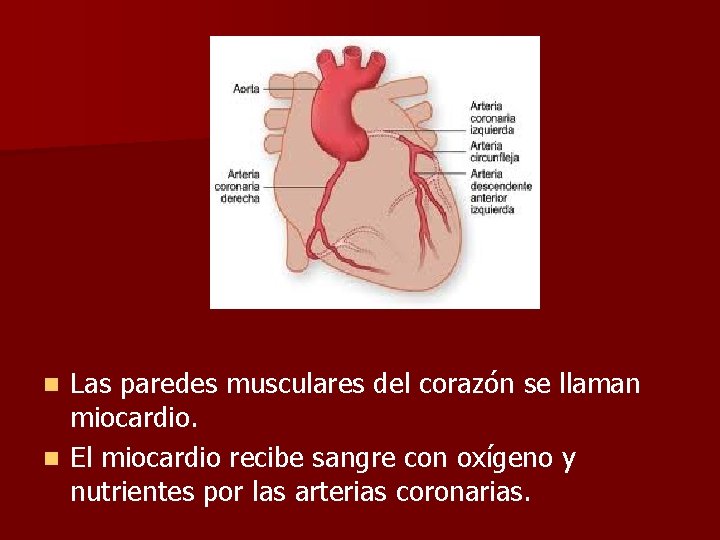 Las paredes musculares del corazón se llaman miocardio. n El miocardio recibe sangre con