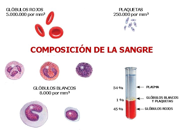 GLÓBULOS ROJOS 5. 000 por mm 3 PLAQUETAS 250. 000 por mm 3 COMPOSICIÓN