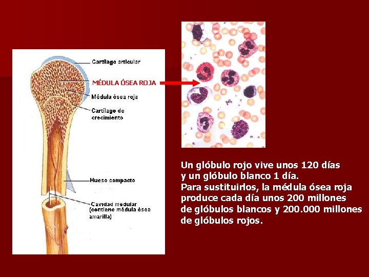 MÉDULA ÓSEA ROJA Un glóbulo rojo vive unos 120 días y un glóbulo blanco