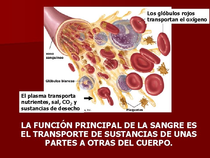 Los glóbulos rojos transportan el oxígeno El plasma transporta nutrientes, sal, CO 2 y