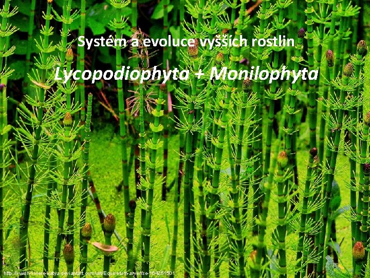Systém a evoluce vyšších rostlin Lycopodiophyta + Monilophyta http: //i-wish-i-were-katya. deviantart. com/art/Equisetum-arvense-164251501 