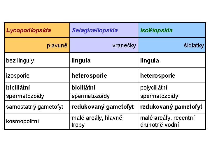 Lycopodiopsida Selaginellopsida plavuně Isoëtopsida vranečky šídlatky bez linguly lingula izosporie heterosporie biciliátní spermatozoidy polyciliátní